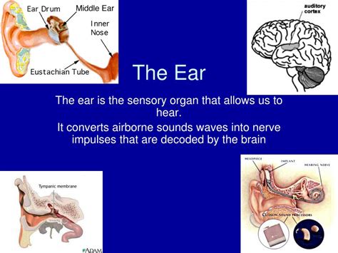 Ppt The Ear Powerpoint Presentation Free Download Id2184867
