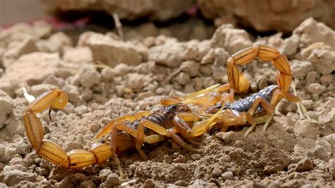 Bbc Earth As You Might Imagine Scorpion Sex Is A Careful Business