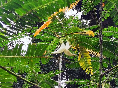 Hummingbird Tree Kathurumurunga Divine Plants