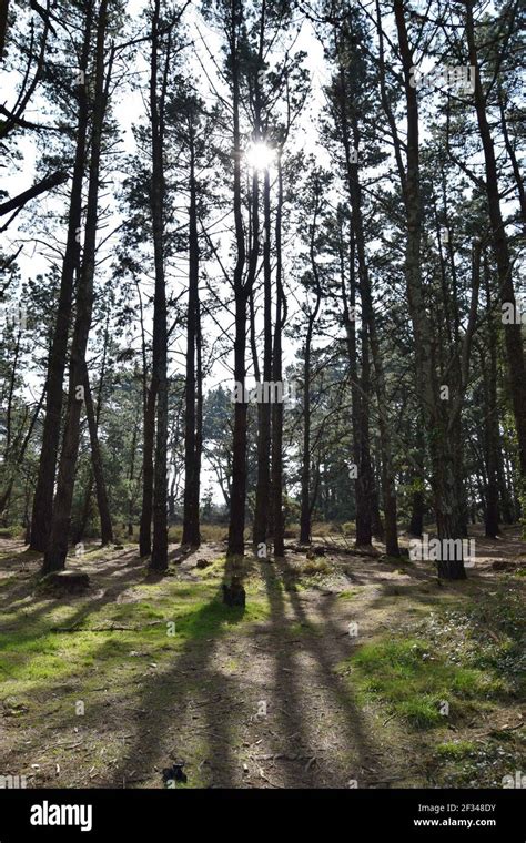 Sun Through Tall Pines Stock Photo Alamy