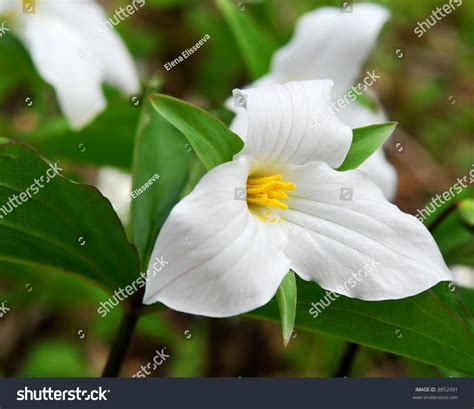 White Trillium Blooming In Woodlands Ontario Provincial Flower Stock