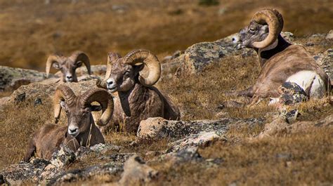 Big Horn Sheep Rocky Mountain National Park Travel Past 50