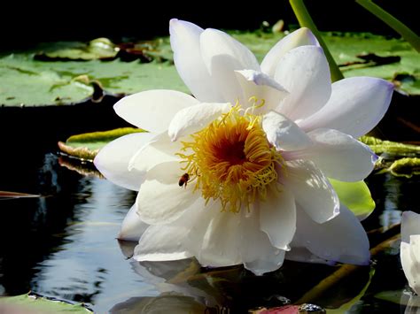 Delicate Nymphaea Gigantea Giant Water Lily Queensland Na Flickr