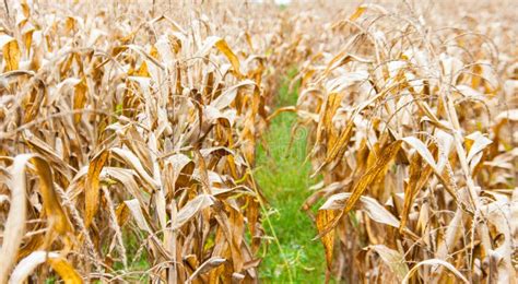 Dry Corn Field In Autumn Stock Photo Image Of Production 48542510