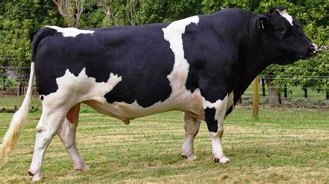 Semen Production ADC Imports 19 Mature Bulls From South Africa To