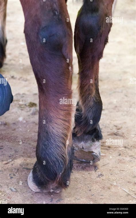 Arabian Horse Swollen Hind Legs With Phlegmon Egypt Stock Photo Alamy