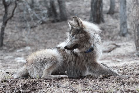 Mexican Grey Wolf Habitat