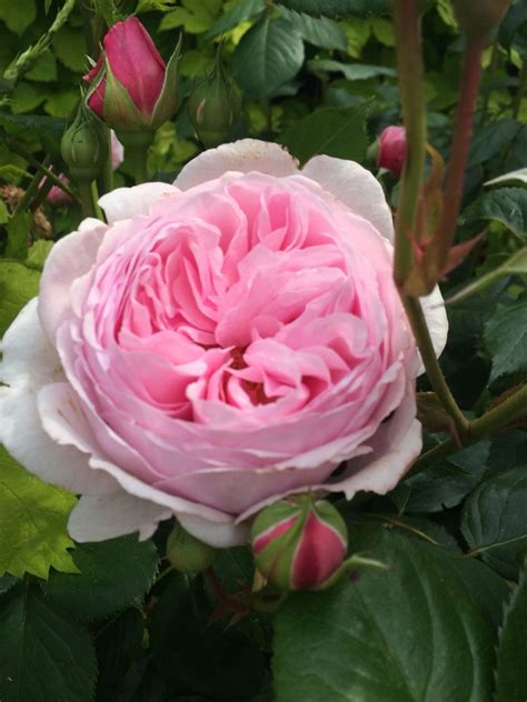 Do you believe in love at first sight? Pin by Pauline Park on Floral (With images) | Rose, Purple ...