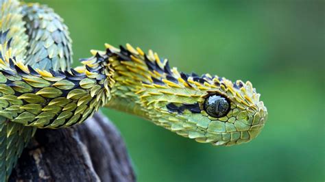 Green Pit Viper Snake In Blur Green Background 4k Hd Animals Wallpapers