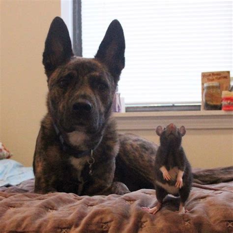 Therapy Dog And Pet Rat Have Magical Friendship Most Can Only Dream Of