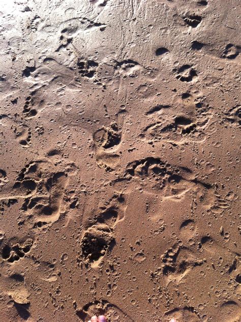 Free Images Beach Rock Texture Footprint Mud Soil Material