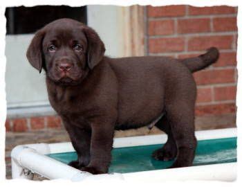 During visitations, you may be required to wash your shoes in a sanitizer and disinfect your hands before. English Yellow Lab Puppies For Sale Near Me