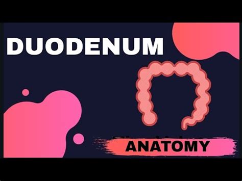 DUODENUM Part Blood Supply And Suspensory Ligament Of Treitz YouTube