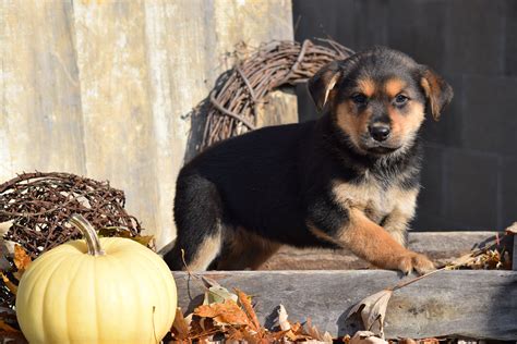 He has a life expectancy of 10 to 13 years and is a dog commonly sought after and used for. German Shepherd Rottweiler Mix Puppy For Sale Millersburg ...