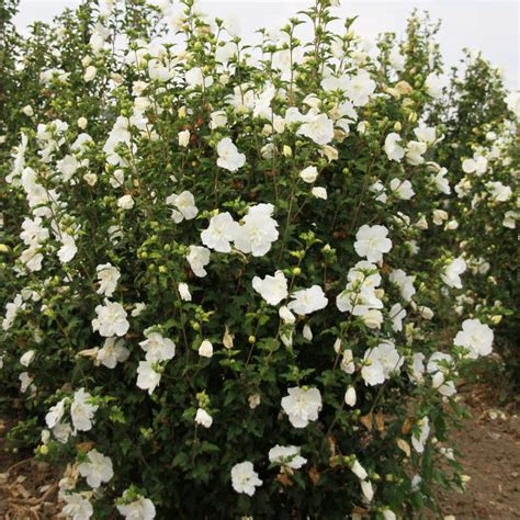 Eibisch Hibiscus Syriacus White Chiffon Weiß