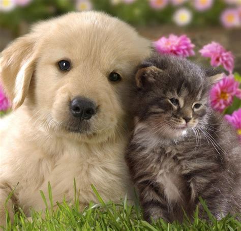 Cats And Dog Wallpaper High Definition Wallpapers High Definition