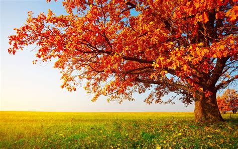 Red Leafed Tree Fall Landscape Trees Field Hd Wallpaper Wallpaper