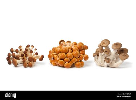 Fresh Clusters Of Beech Mushrooms On White Background Stock Photo Alamy