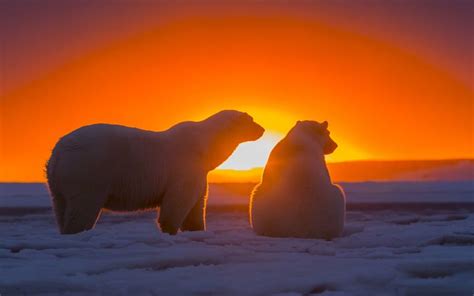 Herunterladen Winter In Der Antarktis Eisbären Sonnenuntergang Bären