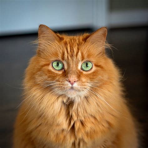 long hair ginger cats cat meme stock pictures and photos