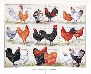 1912 Know Your Chicken Varieties Identification Chart Color Lithograph