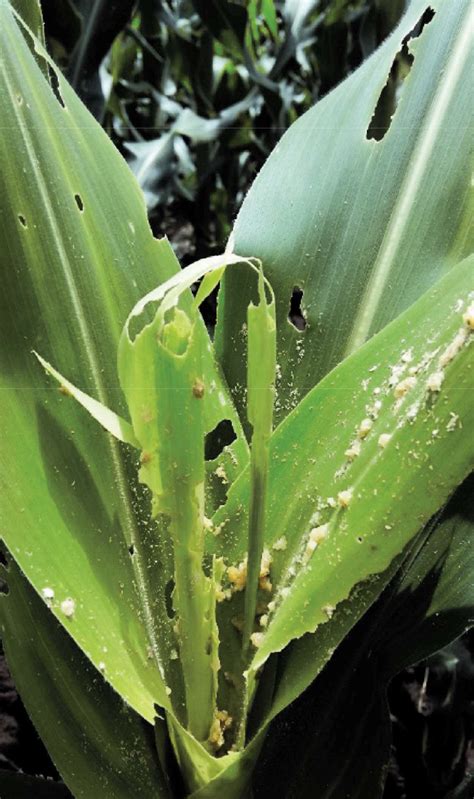 Managing The Local Risk Of Fall Armyworm Infestation In Maize Sa Grain
