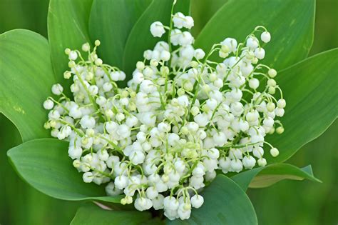 See actions taken by the people who manage and post content. Quelle est la signification du muguet