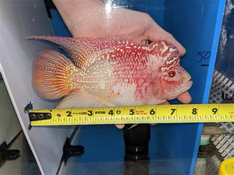 Golden Base Flowerhorn Male 7 Inches Free One Day Shipping Cichlids