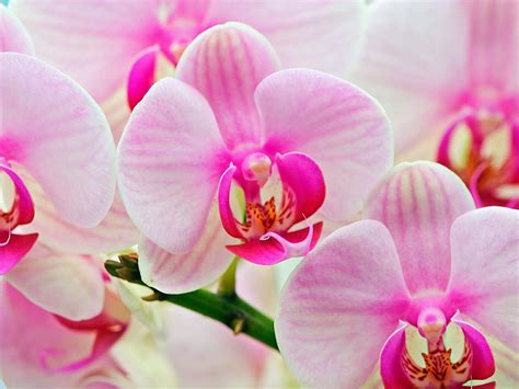 Free Download Attractive Pink Orchids Wallpaper [1600x1200] For Your Desktop Mobile And Tablet