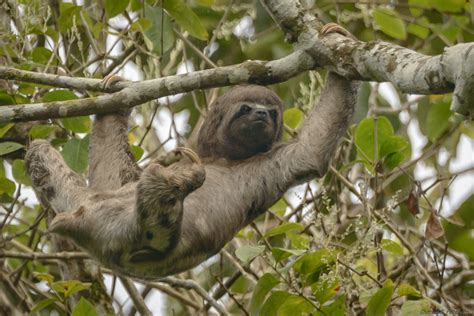 Brown Throated Three Toed Sloth Peru Amazon River Mayna Flickr