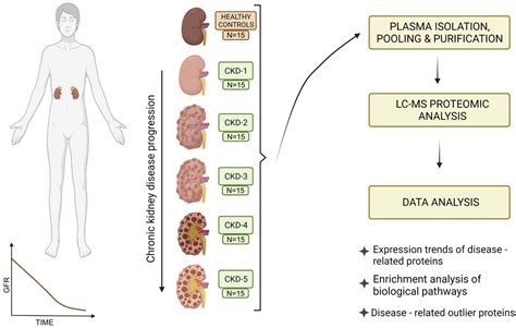 Chronic Kidney Disease Stages