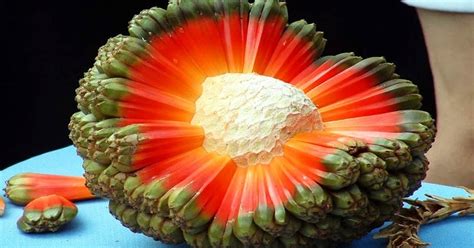 20 Of The Rarest Exotic Fruits Youve Never Heard Of Funny Stories On