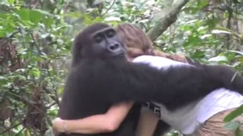 Video Une Jeune Femme Retrouve Les Deux Gorilles Avec Qui