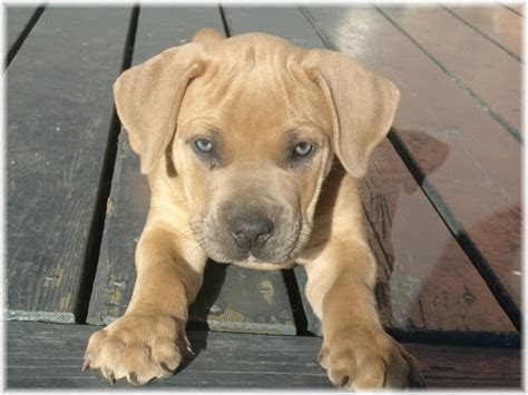 Rules Of The Jungle Boerboel Puppies