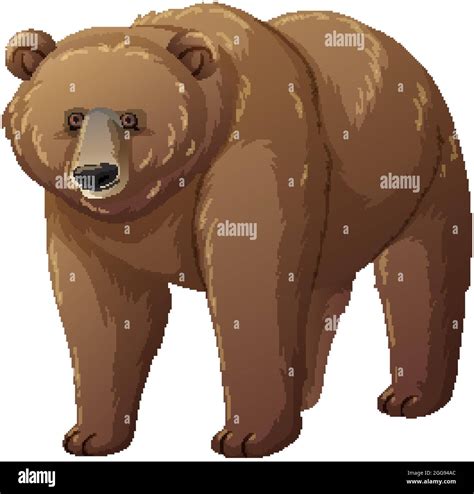 Grizzly Bear Animal On White Background Illustration Stock Vector Image