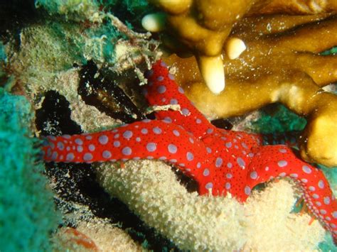 Sea Stars And Beautiful Starfish Images Living Oceans