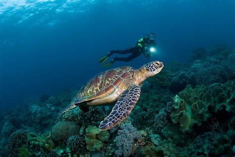 Scuba Diving Puerto Galera Atlantis Philippines Dive Resorts And Liveaboard