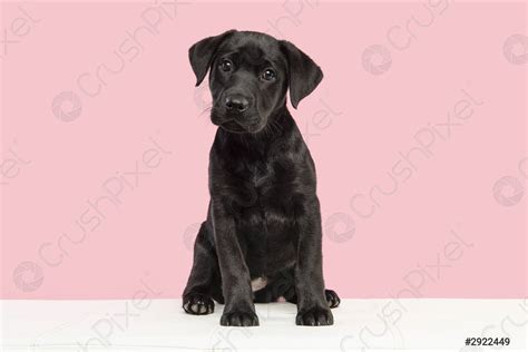 Cute Black Labrador Retriever Puppies
