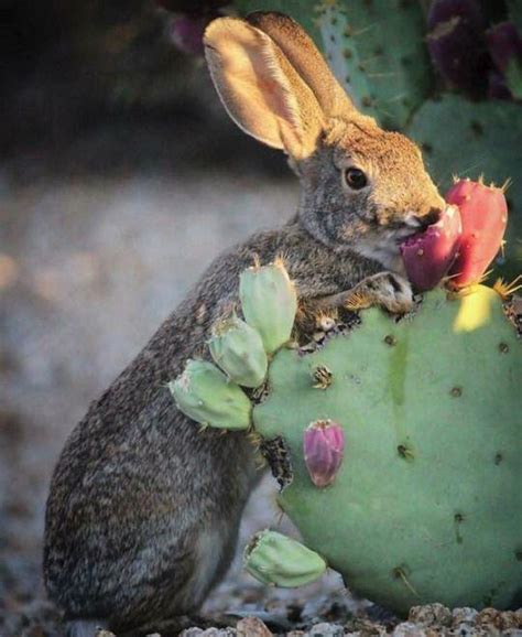 What Animals Eat Cactus 12 Animals That Feed On Cacti