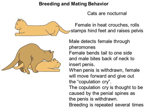 Cats Mating Diagram