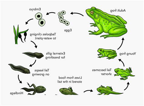 Life Cycle Of A Frog Diagram