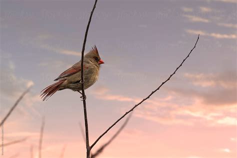 Female Cardinal Bird In The Winter Del Colaborador De Stocksy