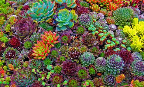 Succulents Forever Drought Tolerant Landscaping Design