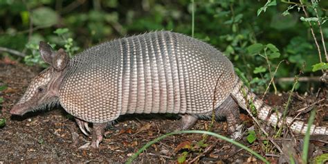 Armadillo Control Removal In St Petersburg Largo And Clearwater Fl