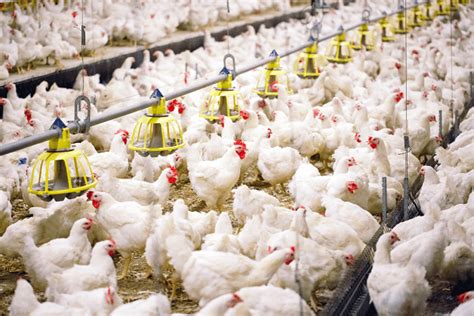 How To Start Poultry Farming For Beginners Complete Business Guide