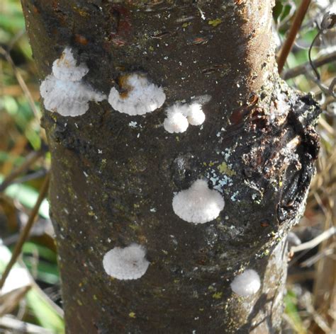 Growing Greener In The Pacific Northwest Fungus On Cherry Bark 111515