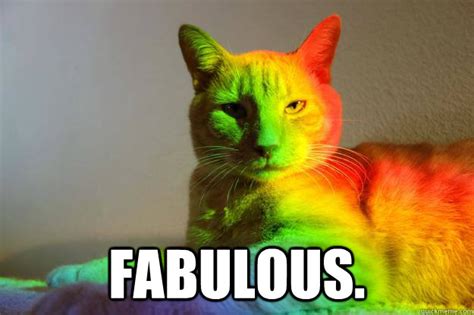 Gay Cat Memes Quickmeme