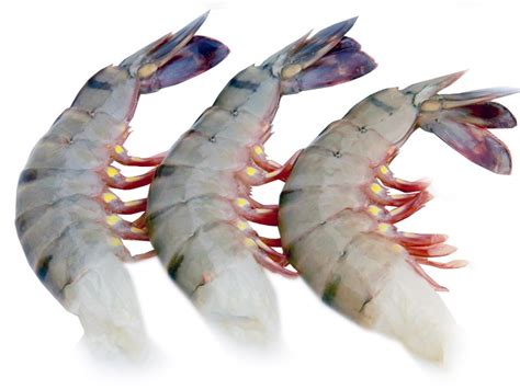 Tiger Prawns Large Headless No Head Rest With Shell Tail Buy