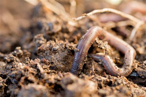 Invasive ‘jumping Earthworms With Destructive Potential Appearing In