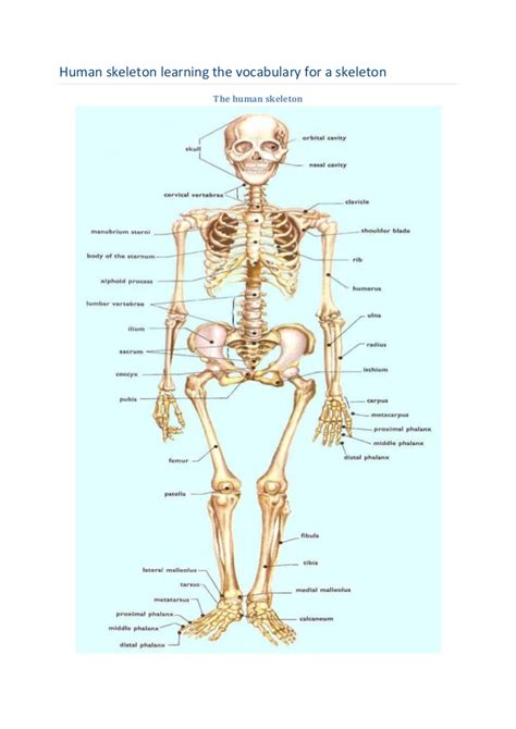As commonly defined, the human body is the physical manifestation of a human being, a collection of chemical elements, mobile electrons, and electromagnetic fields present in extracellular materials and cellular components organized hierarchically into cells, tissues, organs,and organ systems. Human skeleton learning the vocabulary for a skeleton
